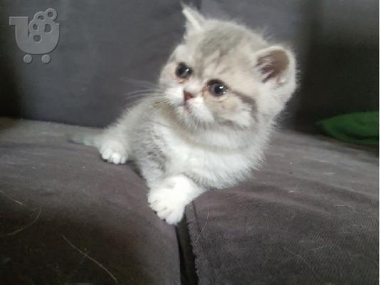 PoulaTo: Gccf Exotic Shorthair μωρά